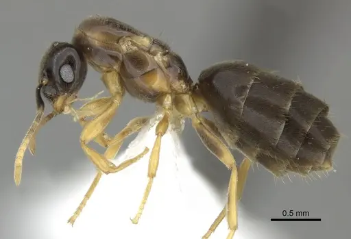 Brachymyrmex bicolor specimen CASENT0615292 image casent0615292_3