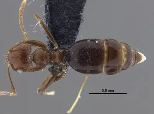 Brachymyrmex bruchi specimen IAVH-E-263283 image iavh-e-263283_1