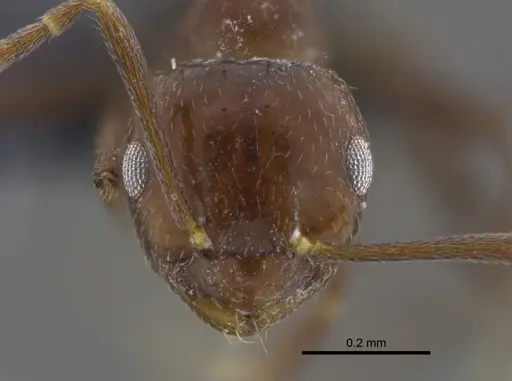 Brachymyrmex bruchi specimen IAVH-E-263283 image iavh-e-263283_2