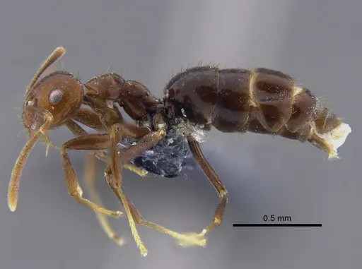 Brachymyrmex bruchi specimen IAVH-E-263283 image iavh-e-263283_3