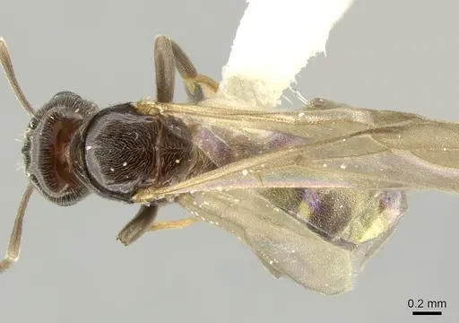 Brachymyrmex bruchi specimen INBIOCRI001280743 image inbiocri001280743_1