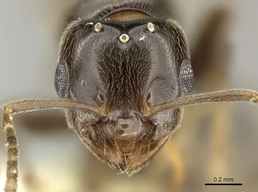 Brachymyrmex bruchi specimen INBIOCRI001280743 image inbiocri001280743_2