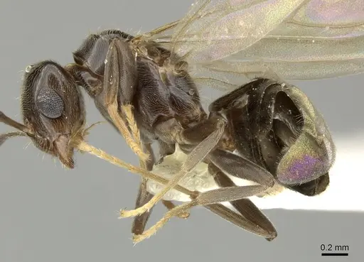 Brachymyrmex bruchi specimen INBIOCRI001280743 image inbiocri001280743_3