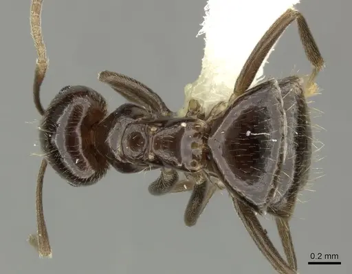 Brachymyrmex bruchi specimen INBIOCRI001280747 image inbiocri001280747_1