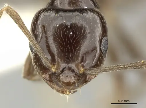 Brachymyrmex bruchi specimen INBIOCRI001280747 image inbiocri001280747_2