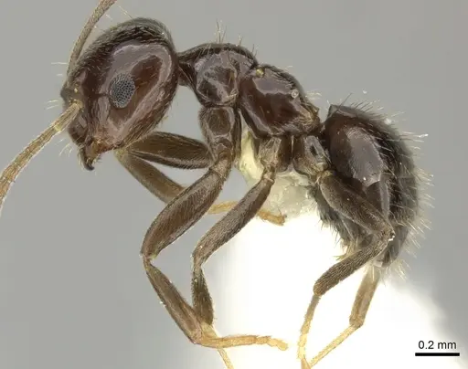 Brachymyrmex bruchi specimen INBIOCRI001280747 image inbiocri001280747_3