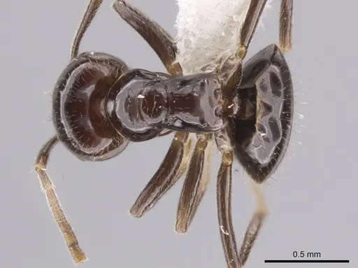 Brachymyrmex bruchi specimen JTLC000010345 image jtlc000010345_1