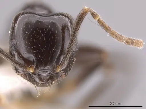 Brachymyrmex bruchi specimen JTLC000010345 image jtlc000010345_2