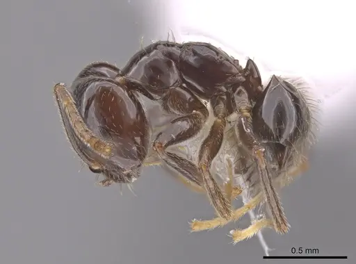 Brachymyrmex bruchi specimen JTLC000010345 image jtlc000010345_3