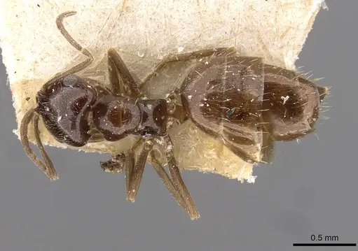 Brachymyrmex bruchi specimen USNMENT00757159 image usnment00757159_1