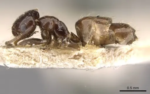 Brachymyrmex bruchi specimen USNMENT00757159 image usnment00757159_3