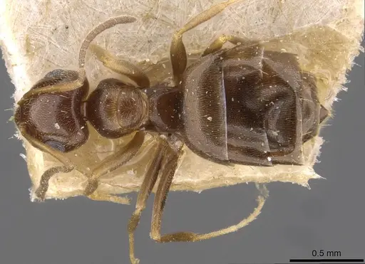 Brachymyrmex bruchi specimen USNMENT00757161 image usnment00757161_1