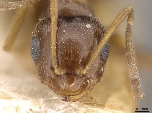 Brachymyrmex bruchi specimen USNMENT00757161 image usnment00757161_2