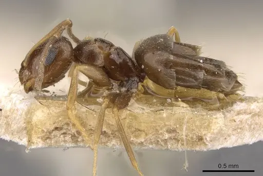 Brachymyrmex bruchi specimen USNMENT00757161 image usnment00757161_3