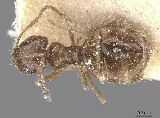 Brachymyrmex bruchi specimen USNMENT00757186 image usnment00757186_1