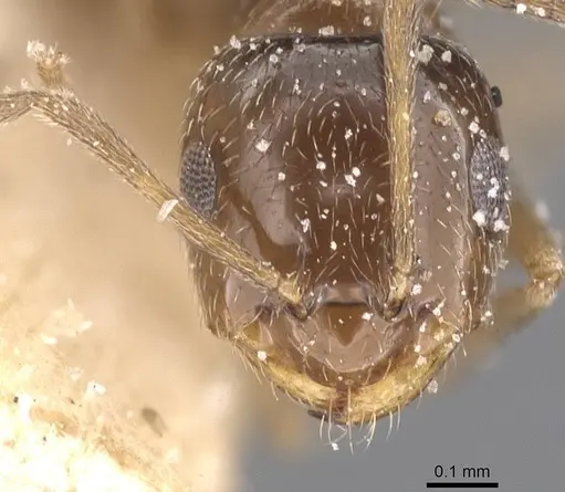 Brachymyrmex bruchi specimen USNMENT00757186 image usnment00757186_2