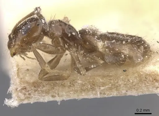 Brachymyrmex bruchi specimen USNMENT00757186 image usnment00757186_3
