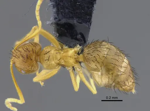 Brachymyrmex cavernicola specimen CBUMAGENT41835 image cbumagent41835_1