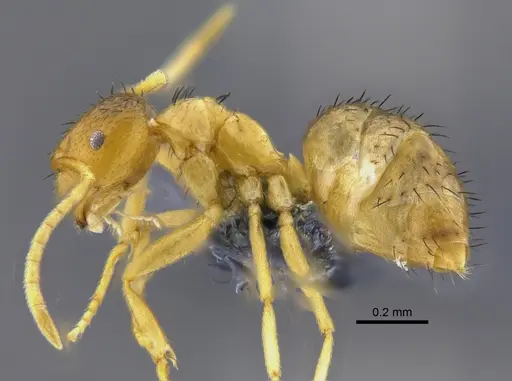Brachymyrmex cavernicola specimen CBUMAGENT41835 image cbumagent41835_3
