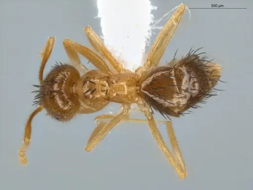 Brachymyrmex cavernicola specimen ECOFOG-IT14-0433-50 image ecofog-it14-0433-50_1