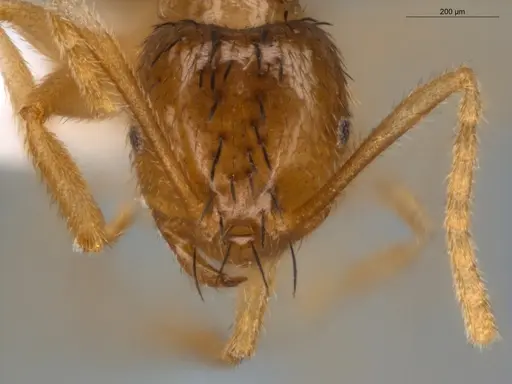 Brachymyrmex cavernicola specimen ECOFOG-IT14-0433-50 image ecofog-it14-0433-50_2