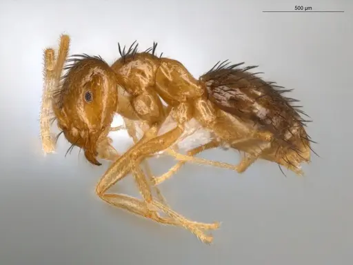 Brachymyrmex cavernicola specimen ECOFOG-IT14-0433-50 image ecofog-it14-0433-50_3