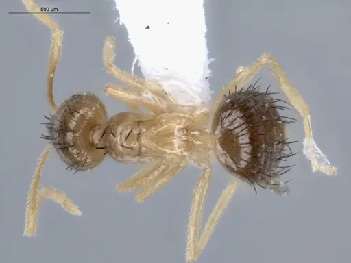 Brachymyrmex cavernicola specimen ECOFOG-IT14-0444-26 image ecofog-it14-0444-26_1