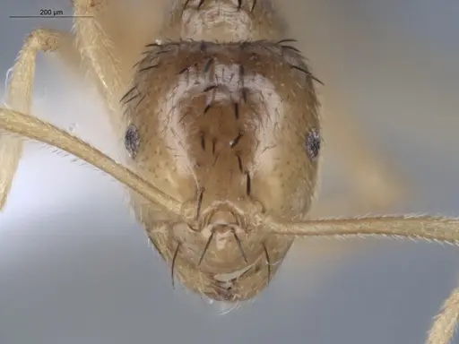 Brachymyrmex cavernicola specimen ECOFOG-IT14-0444-26 image ecofog-it14-0444-26_2