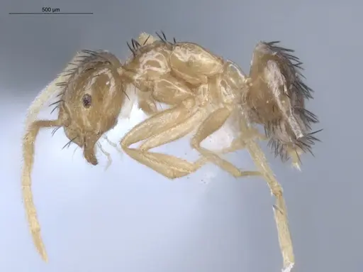 Brachymyrmex cavernicola specimen ECOFOG-IT14-0444-26 image ecofog-it14-0444-26_3