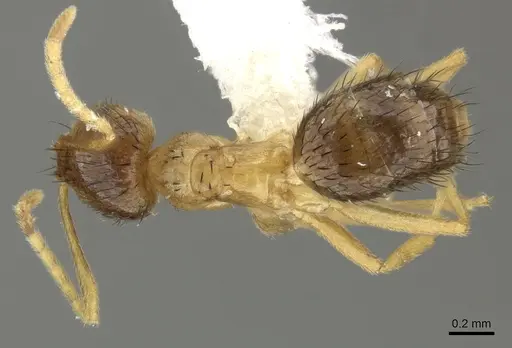 Brachymyrmex cavernicola specimen JTLC000003469 image jtlc000003469_1