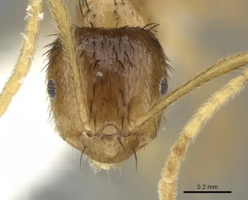 Brachymyrmex cavernicola specimen JTLC000003469 image jtlc000003469_2
