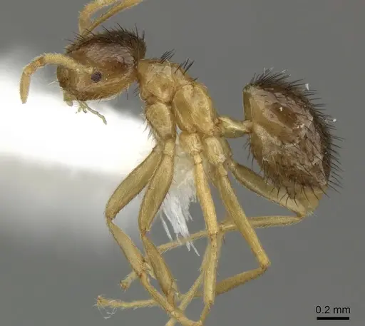 Brachymyrmex cavernicola specimen JTLC000003469 image jtlc000003469_3