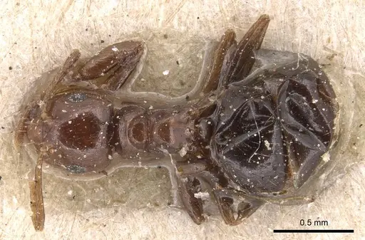 Brachymyrmex coactus specimen CASENT0905171 image casent0905171_1