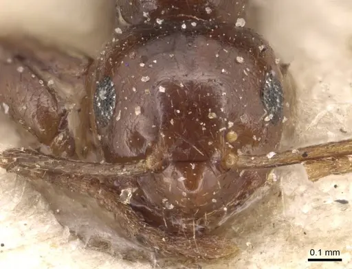 Brachymyrmex coactus specimen CASENT0905171 image casent0905171_2