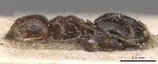 Brachymyrmex coactus specimen CASENT0905171 image casent0905171_3