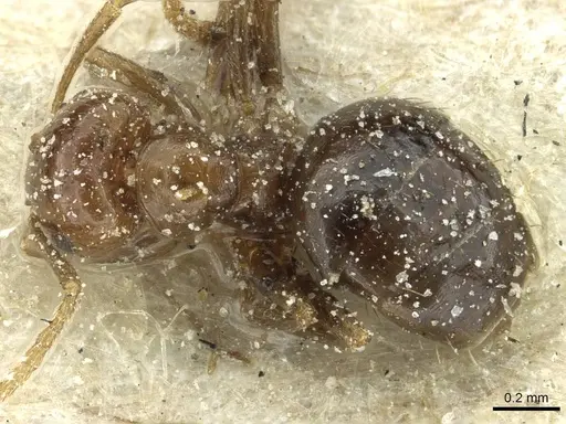 Brachymyrmex coactus specimen CASENT0911598 image casent0911598_1