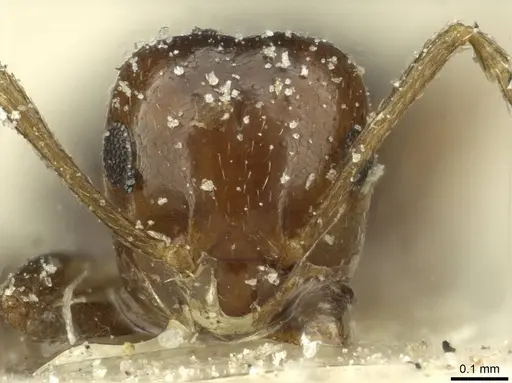 Brachymyrmex coactus specimen CASENT0911598 image casent0911598_2