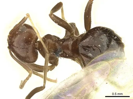 Brachymyrmex coactus specimen CASENT0915731 image casent0915731_1