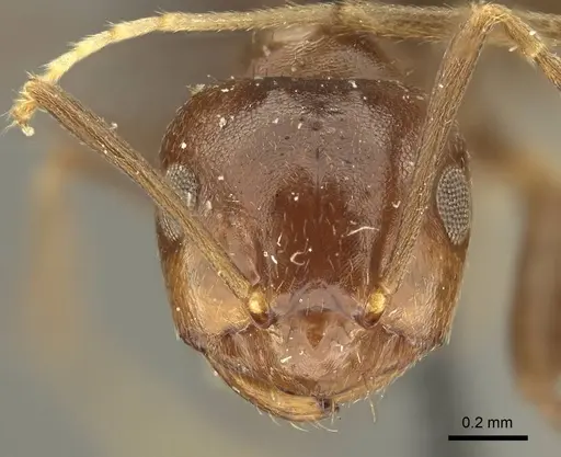 Brachymyrmex coactus specimen CASENT0915731 image casent0915731_2