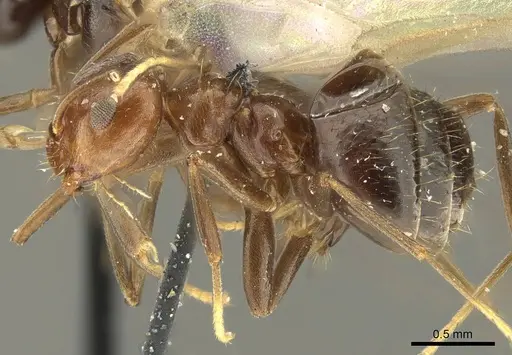 Brachymyrmex coactus specimen CASENT0915731 image casent0915731_3