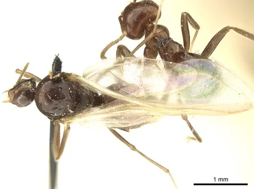 Brachymyrmex coactus specimen CASENT0915733 image casent0915733_1