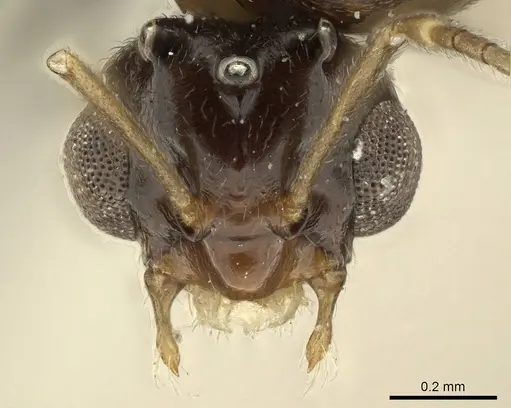 Brachymyrmex coactus specimen CASENT0915733 image casent0915733_2
