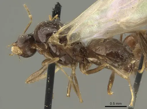 Brachymyrmex coactus specimen CASENT0915733 image casent0915733_3