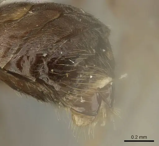 Brachymyrmex coactus specimen CASENT0915733 image casent0915733_4