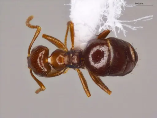 Brachymyrmex coactus specimen ECOFOG-OI17-0201-07 image ecofog-oi17-0201-07_1