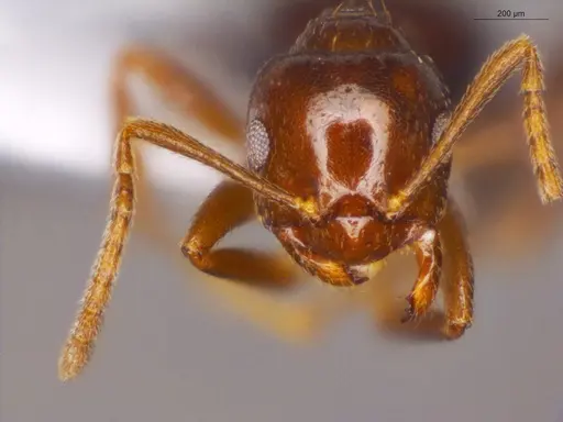 Brachymyrmex coactus specimen ECOFOG-OI17-0201-07 image ecofog-oi17-0201-07_2