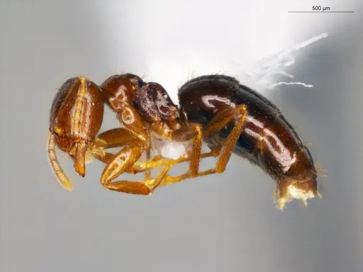 Brachymyrmex coactus specimen ECOFOG-OI17-0201-07 image ecofog-oi17-0201-07_3