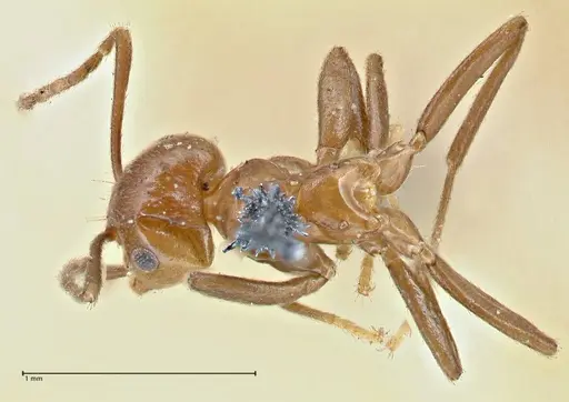Brachymyrmex coactus specimen FOCOL2901 image focol2901_1