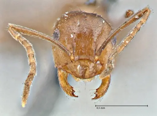 Brachymyrmex coactus specimen FOCOL2901 image focol2901_2