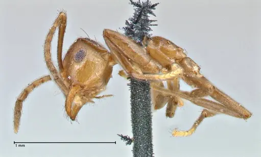 Brachymyrmex coactus specimen FOCOL2901 image focol2901_3